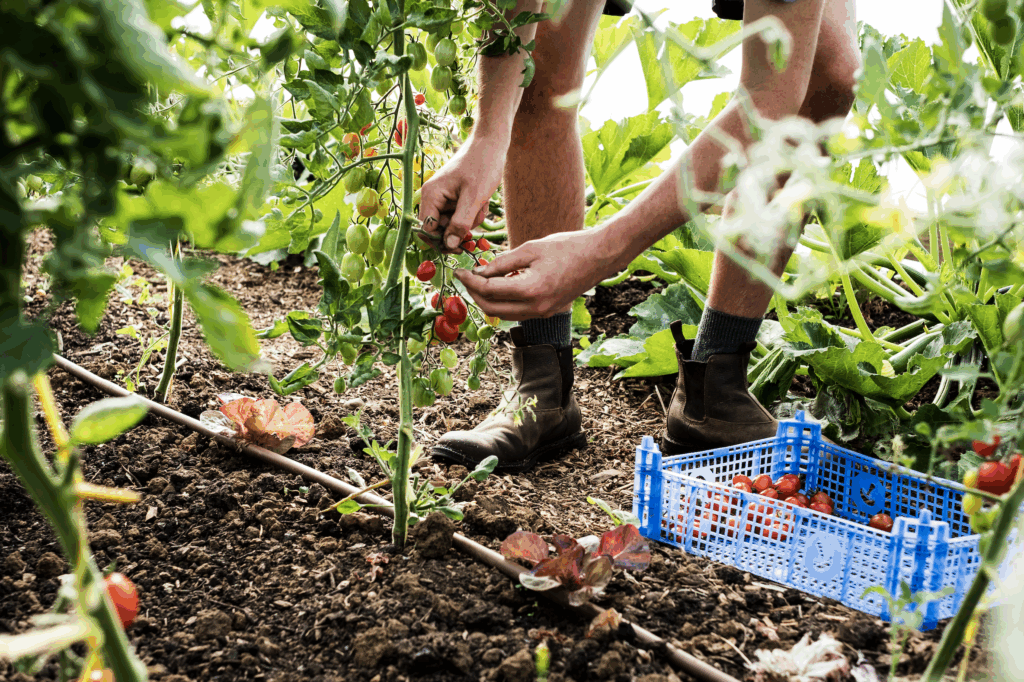 Tomato lanting care this summer