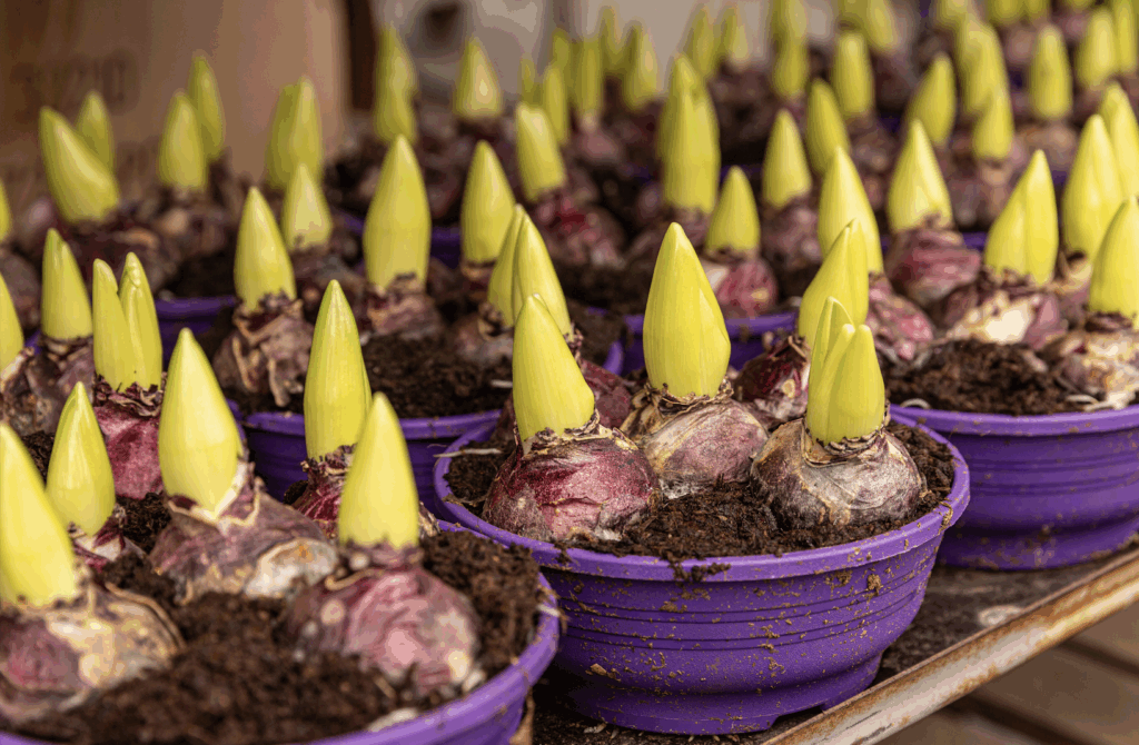 The Arrival of Spring Flowering Bulbs
