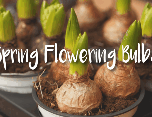 The Arrival of Spring Flowering Bulbs