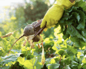 Here are some gardening jobs to be getting on with in September: