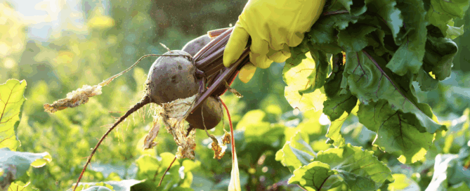 Here are some gardening jobs to be getting on with in September: