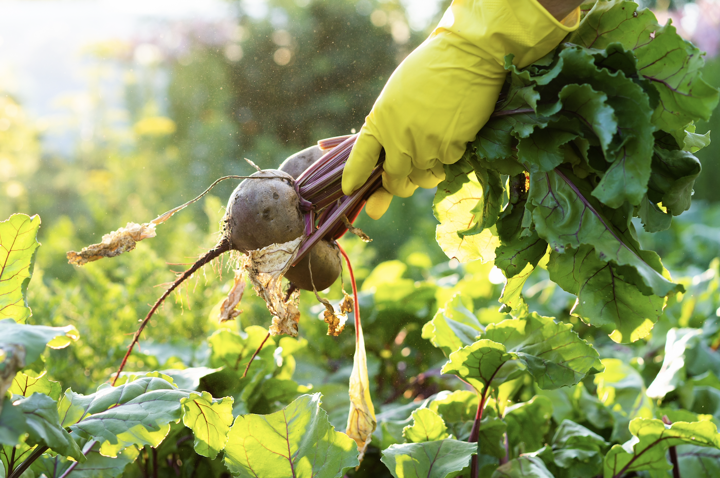 Here are some gardening jobs to be getting on with in September: