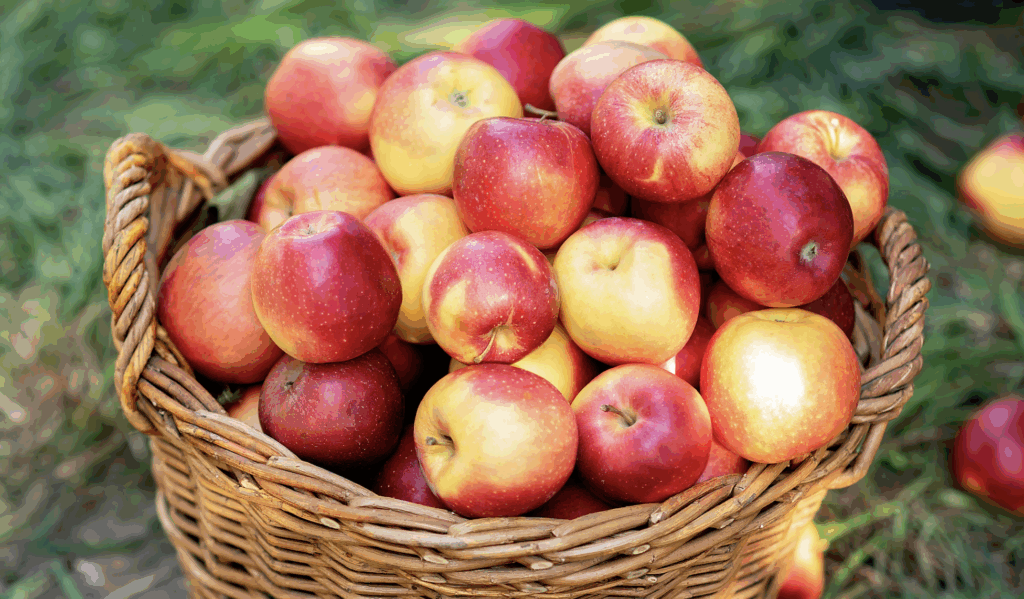 apple-harvest-ripe-red-apples