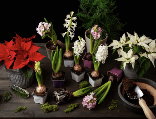 How to force indoor hyacinths in time for Christmas blooms