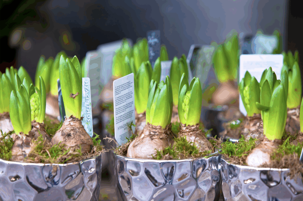 It’s time to plant spring bulbs!
