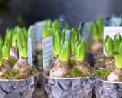 It’s time to plant spring bulbs!