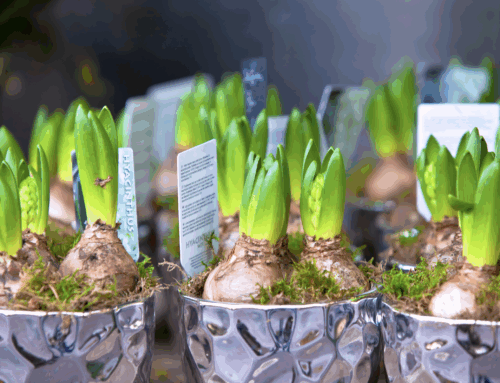 It’s time to plant spring bulbs!