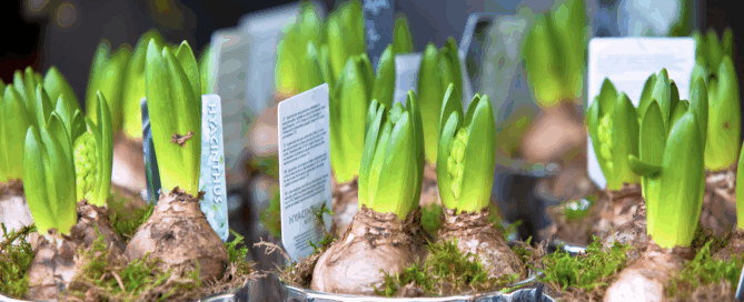 It’s time to plant spring bulbs!