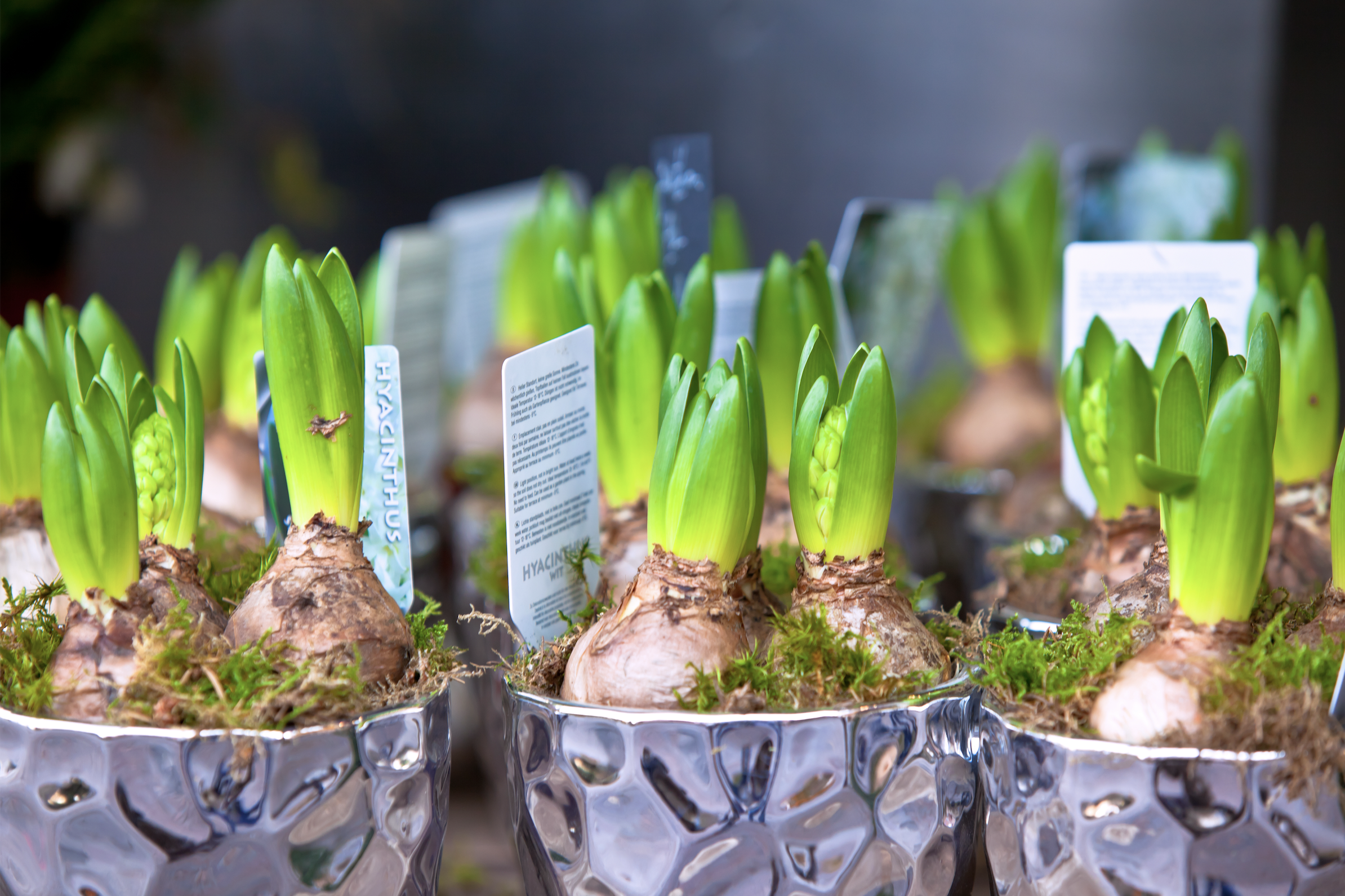 It’s time to plant spring bulbs!