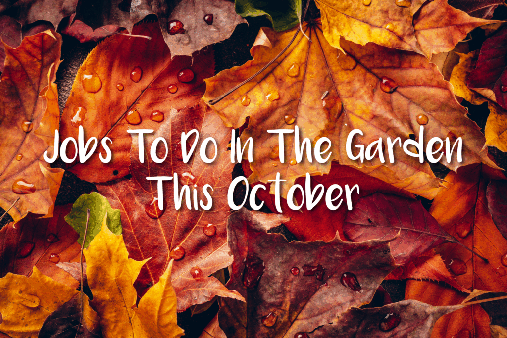 Jobs in the garden in October Jobs in the garden in October