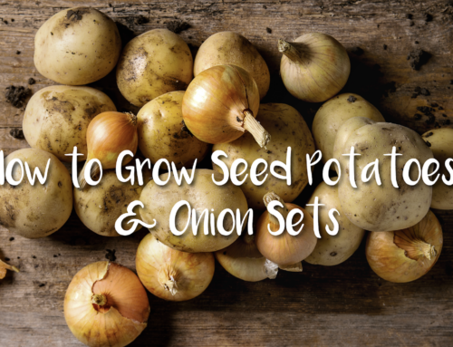 How to Grow Seed Potatoes & Onion Sets