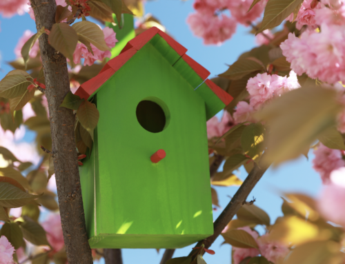 Nest Boxes – Giving Garden Birds a Safe Place to Call Home