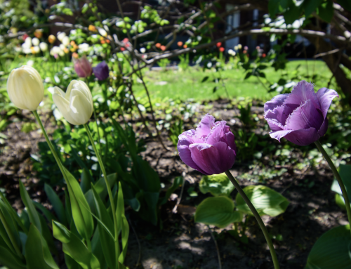 What to do in the Garden this April