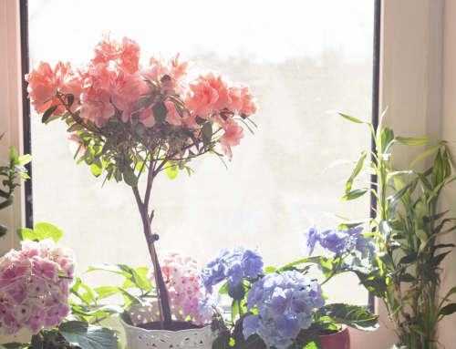 Houseplants – Find the perfect Spring fit for your home