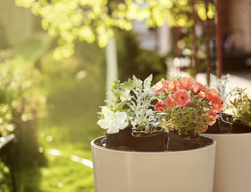 Refreshing Your Garden in May