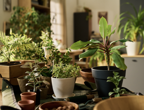 Houseplants – Find your Perfect Match