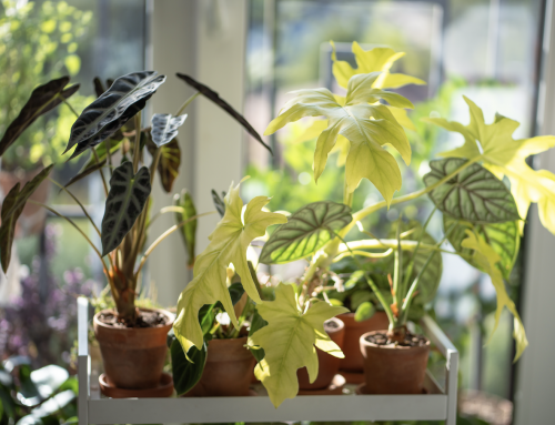 Summer Houseplants