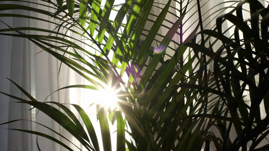 transparent curtain on the window, gently moved by the wind. sunlight. sun’s rays shine through the transparent tulle